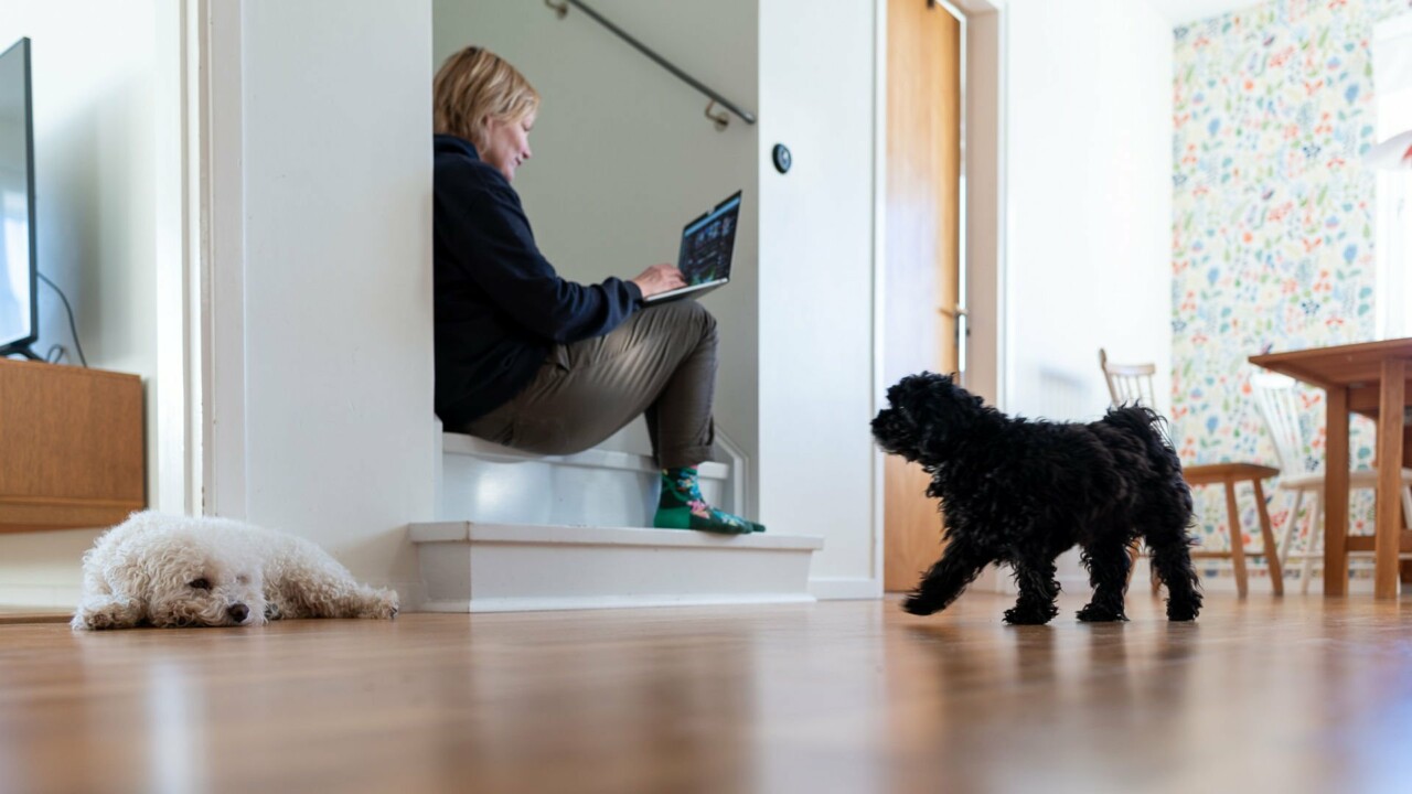 Två hundar i förgrunden, bakom sitter en kvinna i en trappa med en laptop.
