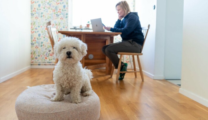 Kvinna vid köksbord med en laptop, i förgrunden sitter en vit hund.