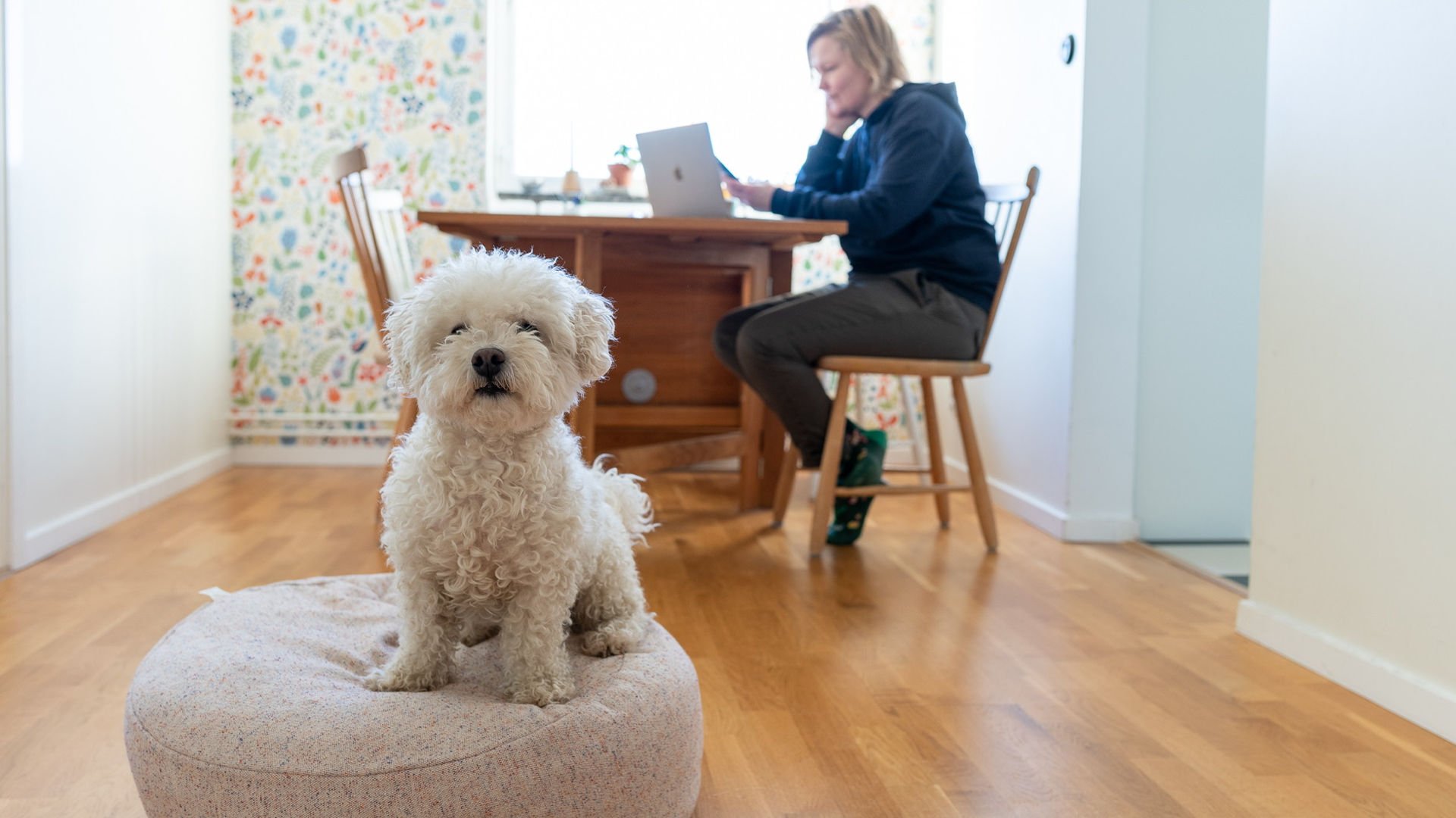 Kvinna vid köksbord med en laptop, i förgrunden sitter en vit hund.